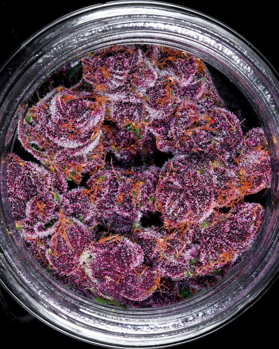 Purple Glory 🍇🤩