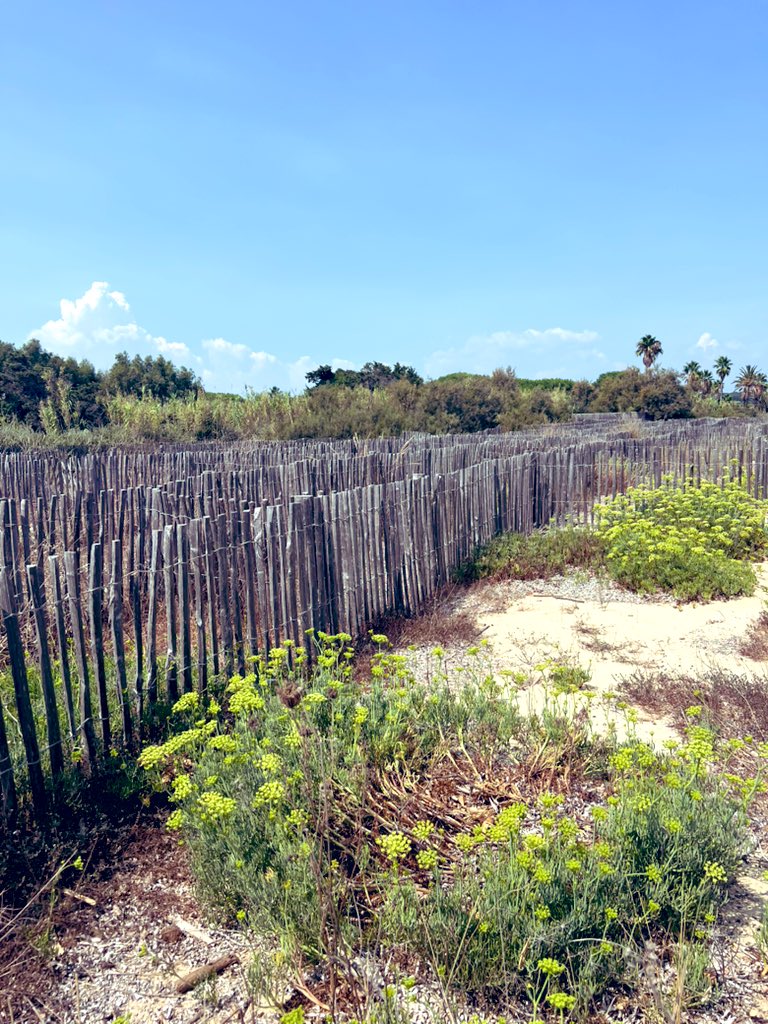 Farid Talih tweet media