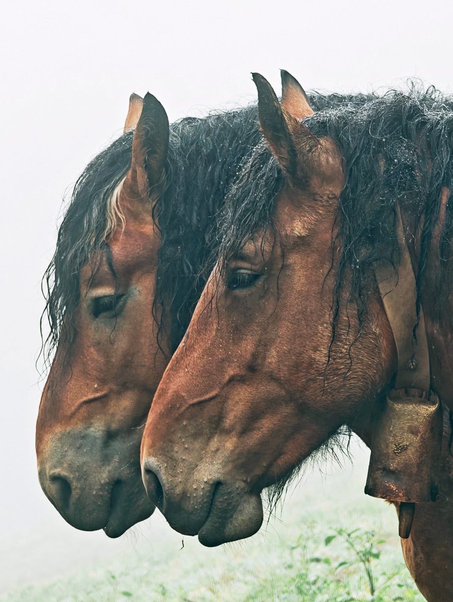 venedictc's tweet photo. Day 6
We continue our adventure high up in the mountains, in the cold embrace of an other-wordly fog. Along our way we witnessed the touching moment of two horses comforting eachother. Rain droplets accompanied our walk and gently covered the natural world. 
#XiaomiCreators https://t.co/Q1eVesWRR4