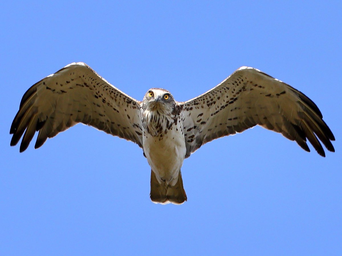 Natuur van de Rhoonse Polder tot de Top van Texel tweet media