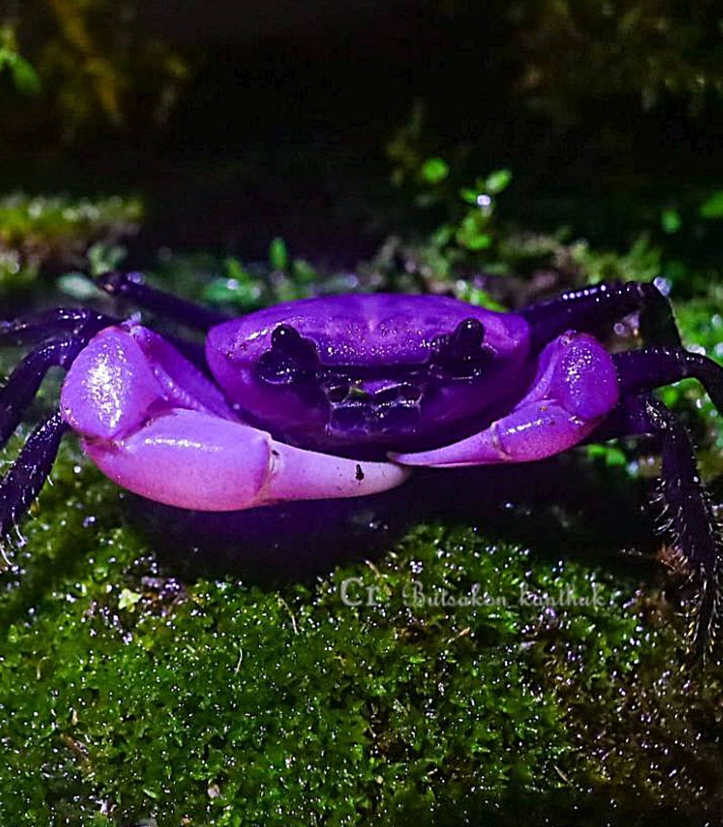 Valió queso 
Top 9 en el mundial