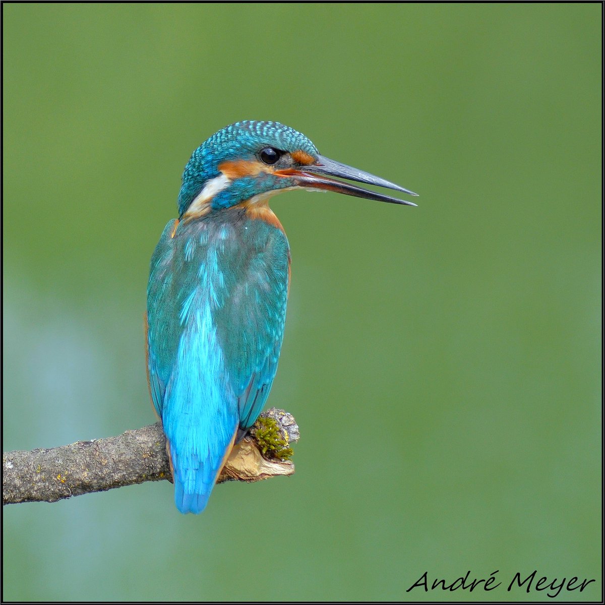 AtthisAtthis's tweet photo. Encore un Martin !
Martin pêcheur / Kingfisher / Eisvogel / Martin pescatore eurasiatico / Alcedo atthis / #NikonD5100 / #Alsace / #BasRhin / #Witternheim.
Le 15 Août 2025 https://t.co/sYtVFBpRQL