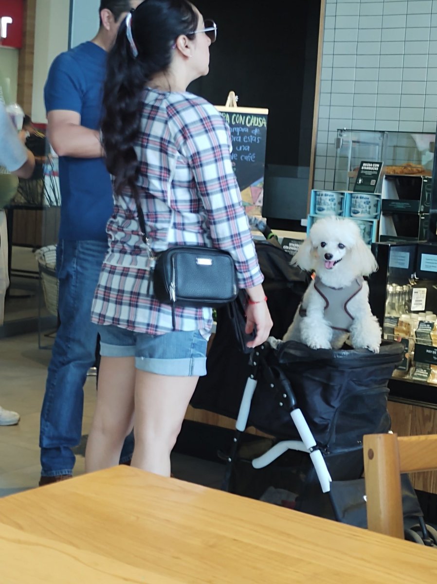 No sé ustedes, pero la gente que lleva a sus perros a algún lugar en carreola debería atenderse en un psiquiátrico.