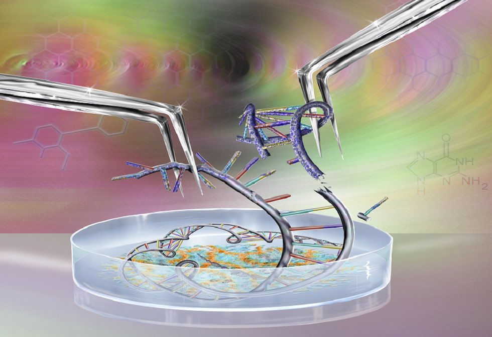 منصة نواة (@nawahplatform) on Twitter photo تقنية CRISPR/Cas غيرت قواعد اللعبة في التعديل الجيني وفتحت آفاق لعلاج أمراض مستعصية 🚀✨ لكن، هل هذه الدقة الجينية خالية من المخاطر؟ 🤔
مقال حديث في Nature يناقش التحديات والمخاطر الخفية وراء هذه التقنية الثورية
#نواة
اعداد المحتوى
<a href="/Haneen_Alsehli/">Haneen Sohail, PhD</a> تقنية CRISPR/Cas غيرت قواعد اللعبة في التعديل الجيني وفتحت آفاق لعلاج أمراض مستعصية 🚀✨ لكن، هل هذه الدقة الجينية خالية من المخاطر؟ 🤔
مقال حديث في Nature يناقش التحديات والمخاطر الخفية وراء هذه التقنية الثورية
#نواة
اعداد المحتوى
<a href="/Haneen_Alsehli/">Haneen Sohail, PhD</a>