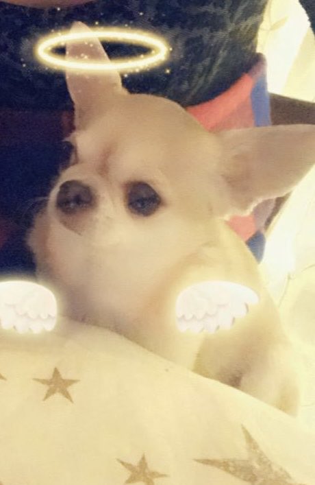 melon_YF's tweet photo. メロン、初盆お疲れ様。
ズッキーニの精霊牛で上手く戻れたかな。
また早く帰ってきてほしいな。 https://t.co/YKgArHDRPz