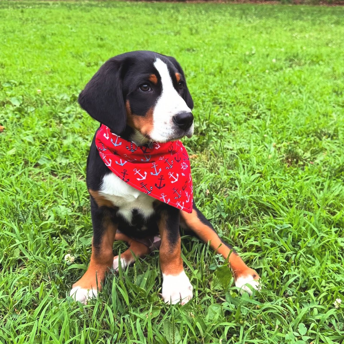 Happy Howie's Natural Dog Treats tweet media