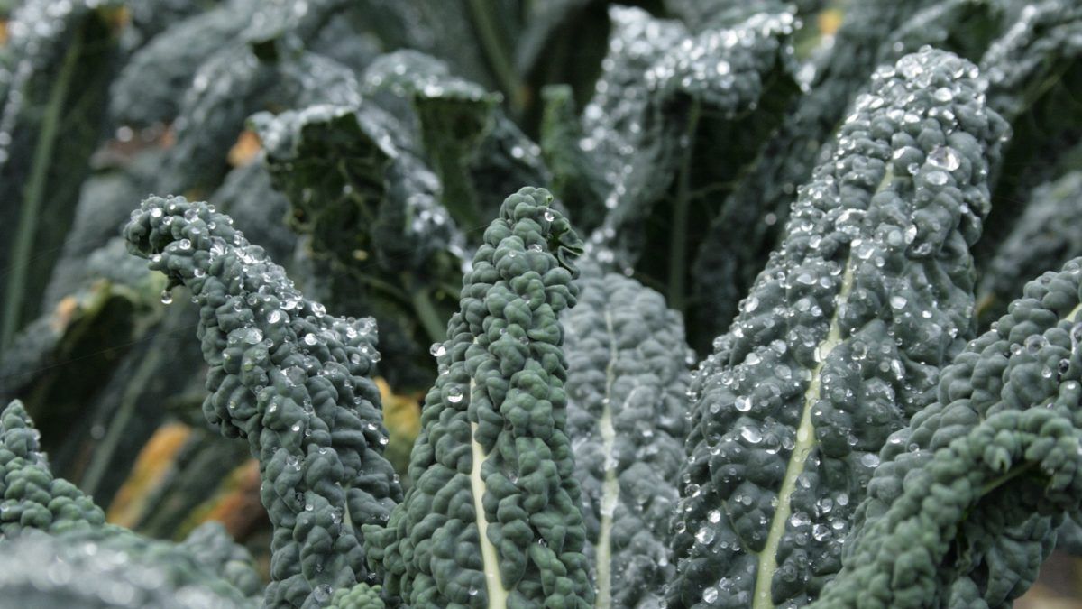 Kale is a best-of-all-worlds food, low in calories and packed to the hilt with nutrition—vitamins, minerals, anti-inflammatory compounds, antioxidant phytonutrients—you name it. bit.ly/2y5TpOK