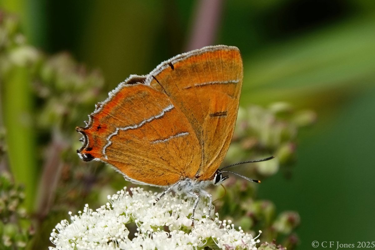 Craig Jones (@craig63jones) on Twitter photo Just this one female Brown Hairstreak seen today at Grafton Wood, Worcs. Sightings of this (admittedly elusive) butterfly have been very low in and around the wood so far this year. This just my second. <a href="/BC_WestMids/">West Midlands Butterfly Conservation</a> <a href="/WorcsWT/">Worcs Wildlife Trust</a> <a href="/savebutterflies/">Butterfly Conservation 🦋</a> Just this one female Brown Hairstreak seen today at Grafton Wood, Worcs. Sightings of this (admittedly elusive) butterfly have been very low in and around the wood so far this year. This just my second. <a href="/BC_WestMids/">West Midlands Butterfly Conservation</a> <a href="/WorcsWT/">Worcs Wildlife Trust</a> <a href="/savebutterflies/">Butterfly Conservation 🦋</a>