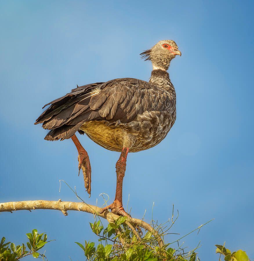 joancarroll's tweet image. Southern Screamer Pantanal Brazil! buff.ly/R7Kooji  #southernscreamer #bird #birdphotography #wildlife #wildlifephotography #pantanal #brazil #nature #animals #southamerica #perched #artforsale #wallartforsale #giftideas @joancarroll