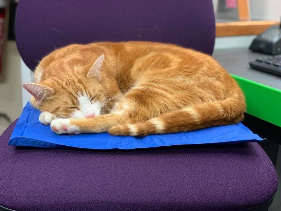 George The Stourbridge Junction Station Cat tweet media