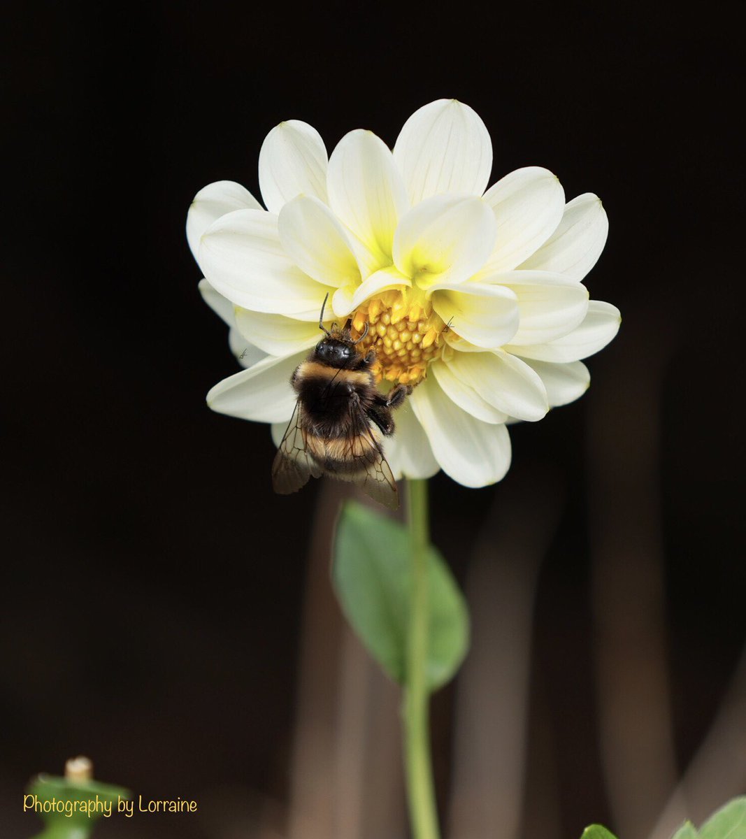 It’s been a while!! But nice to be back 🐝🌼
#NaturePhotograhpy #dailydahlia #mygarden #dahliaseason