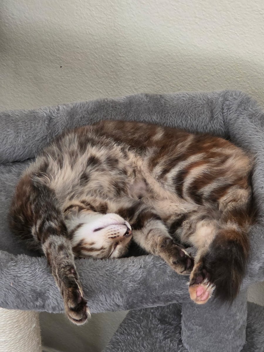 Lyndon says this is the best way to spend her Saturday ❤️