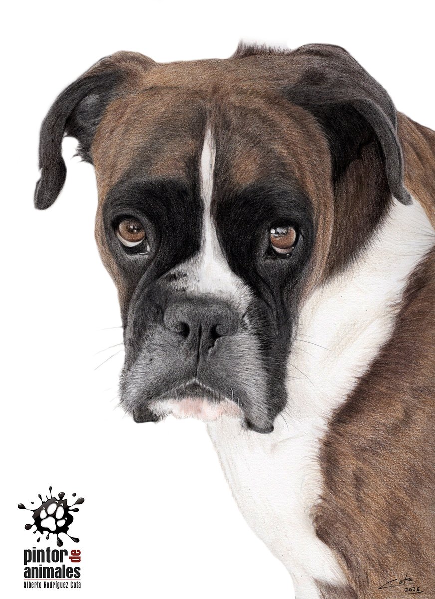 Hacía tiempo que no pasaba un boxer por el estudio y nunca es tarde para dibujar una raza tan singular y carismática!!