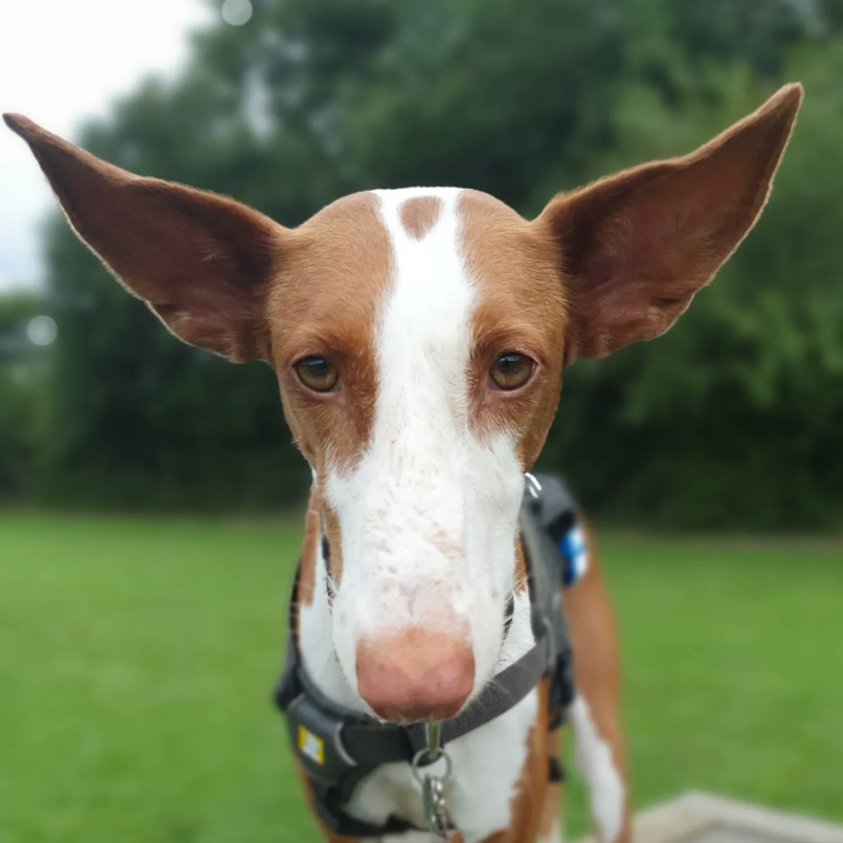 VicksPayneUK's tweet photo. @Battersea_ We ❤️ all doggy ears but especially podenco ears!! Scarlett has a fine pair 😍 https://t.co/Ws5DZskPAi