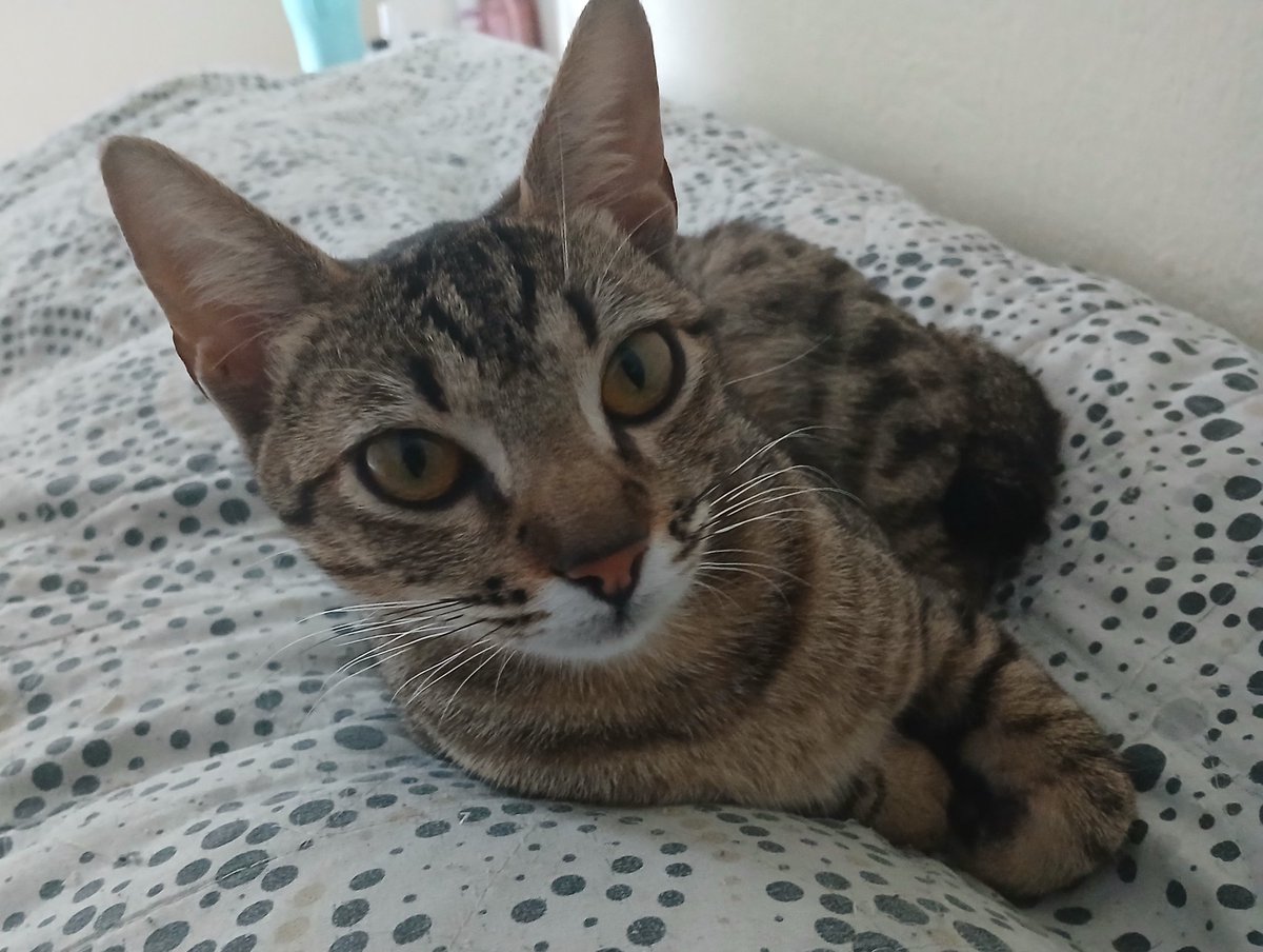 Fofa demais a Amanita