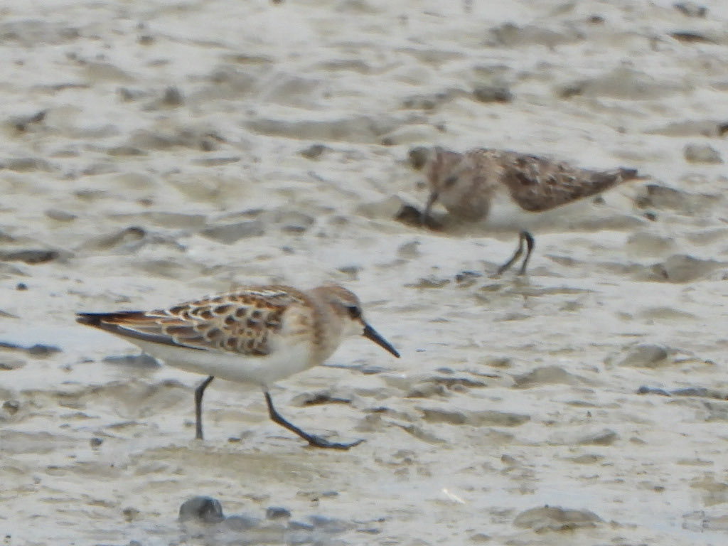 framptonneil's tweet photo. Little and Temminks Stints together at Frampton marsh today https://t.co/uPcAbdDEbF
