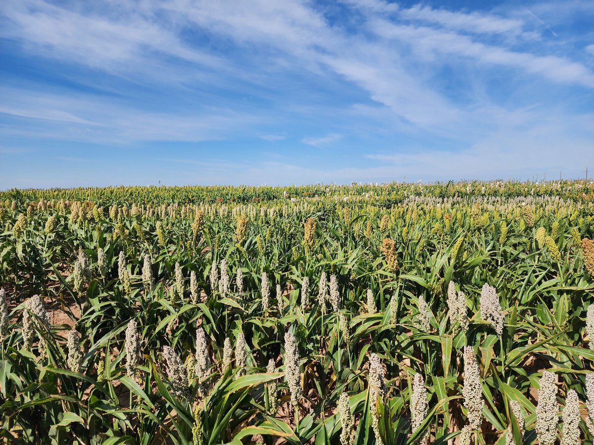 Clear skies and calm weather today ☀️ — perfect conditions for recording gas exchange parameters in our diverse grain sorghum lines 🥳🤩🤩🤞🤞<a href="/MayankP24361375/">Mayank Pratap</a> #CropForageLivestockSystemsProgram <a href="/KJagadish_TTU/">Krishna Jagadish</a> <a href="/ISomayanda/">Impa Somayanda</a>