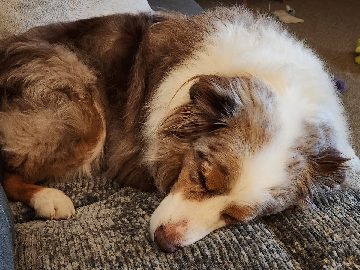 jpollar2's tweet photo. @allthedogspleaz Cooper and I hope you feel better soon https://t.co/KFCLQxweN2