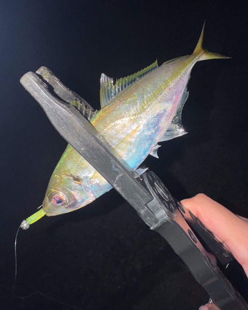 初場所でちょっと良いサイズのアジ釣れた✌️