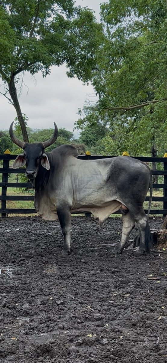 Finca Villa Lilian: dispone de material genético (semen y embriones) certificado de las razas Gyr y Guzera ! Alta calidad genética