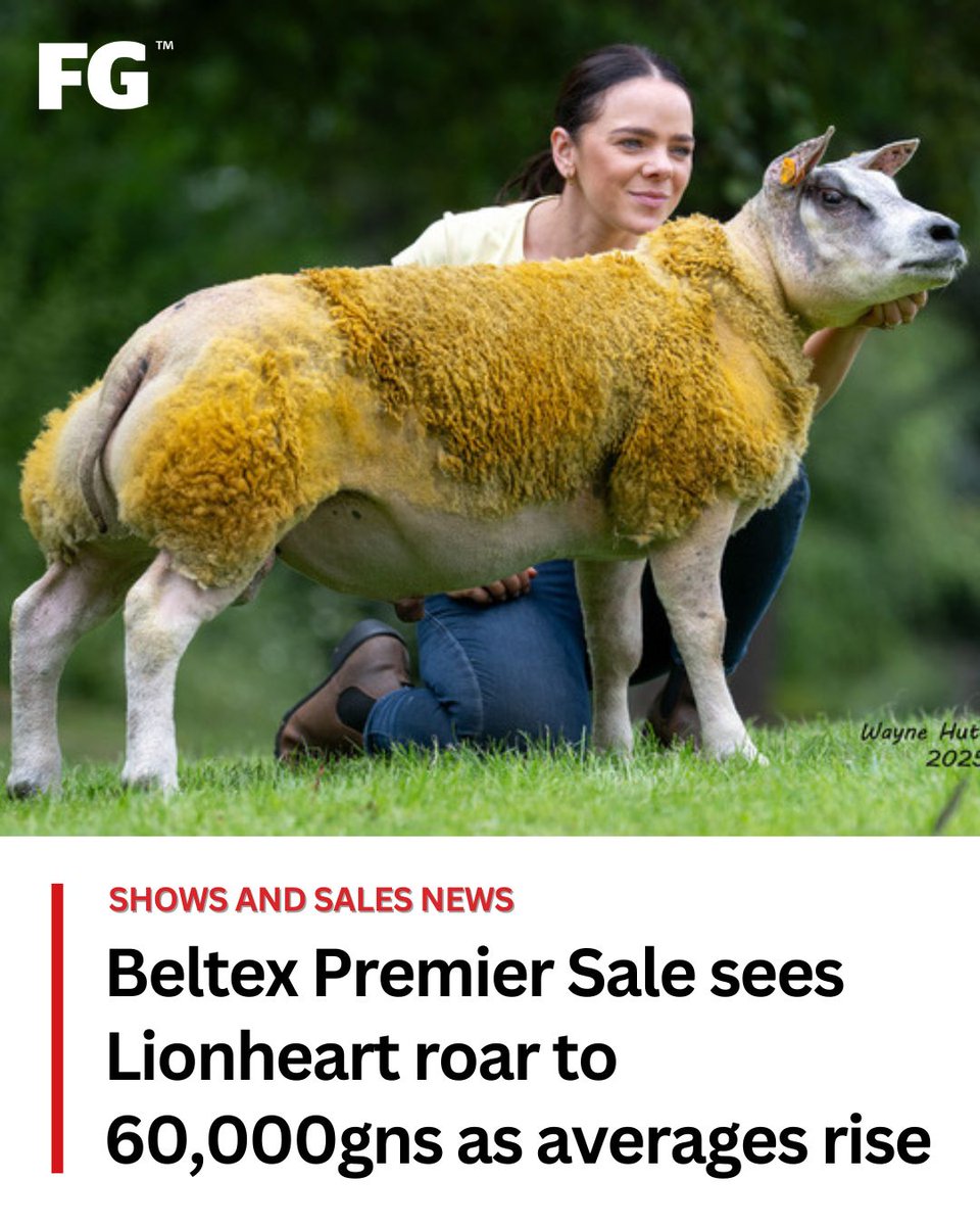 FarmersGuardian's tweet image. The @BeltexSheep Society’s Premier Sale, supported by Farmers Guardian, once again topped at 60,000gns, with ram lambs leading the trade across both days.

Find out more about the sale. 👇
farmersguardian.com/news/4517781/b…

#inthering #auctionmart
