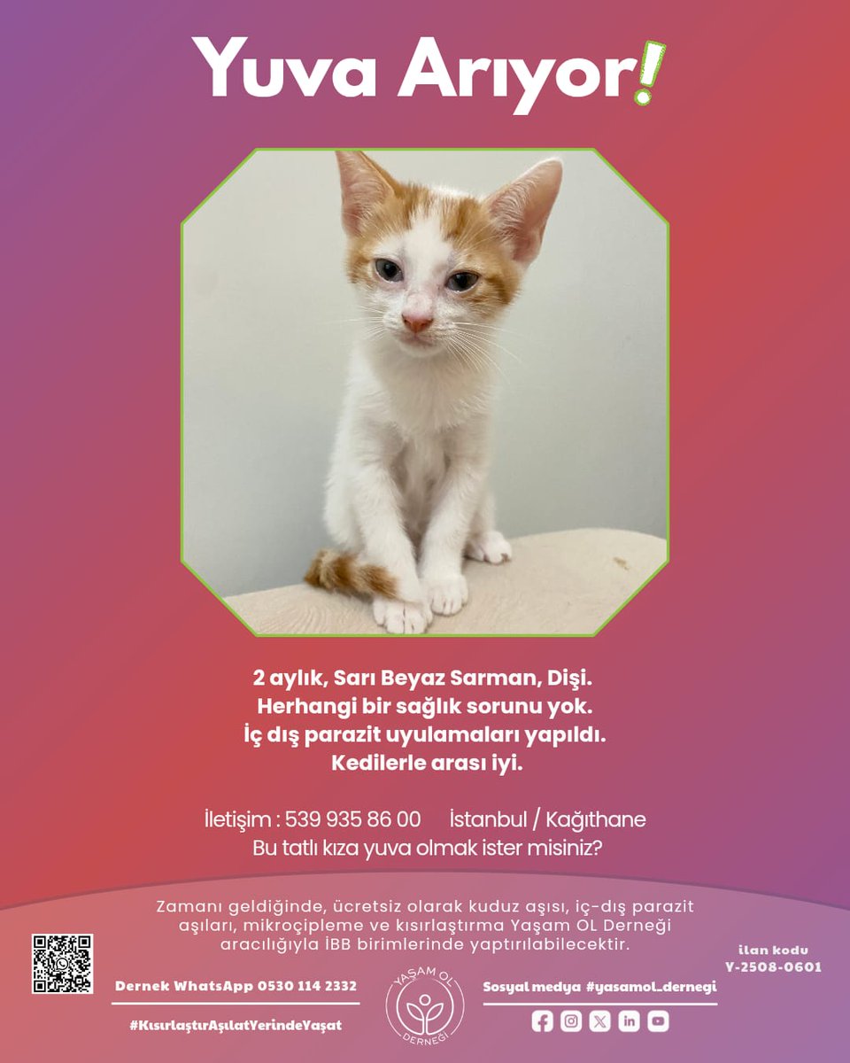 yasamol_dernegi's tweet photo. Hepsi birbirinden güzel, hepsi birbirinden özel cins kediler, tek eksikleri güvenli bir yuva!
#britishshorthair #sarman #smokin
#kitty #yasamol #KısırlaştırAşılatŸerindeYaşat https://t.co/JMOkqNt3xW