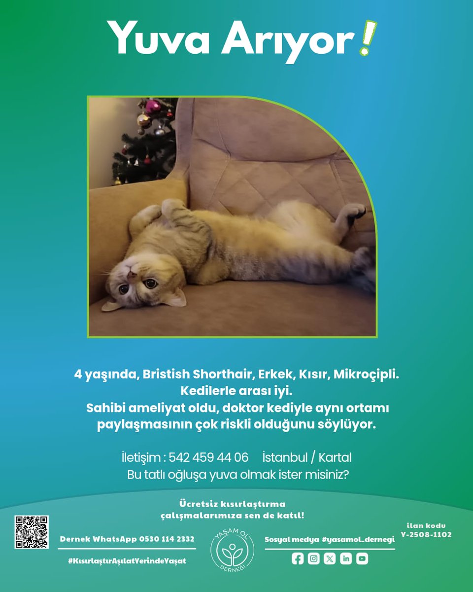 yasamol_dernegi's tweet photo. Hepsi birbirinden güzel, hepsi birbirinden özel cins kediler, tek eksikleri güvenli bir yuva!
#britishshorthair #sarman #smokin
#kitty #yasamol #KısırlaştırAşılatŸerindeYaşat https://t.co/JMOkqNt3xW