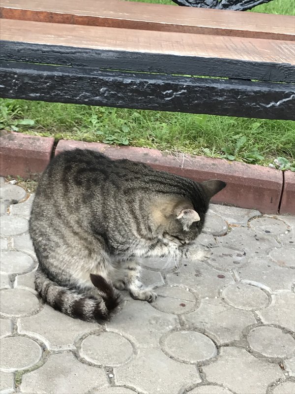 Футураму <a href="/Futurama_Cat/">Futurama</a> отыскала, разбудила, накормила, напоила 😻