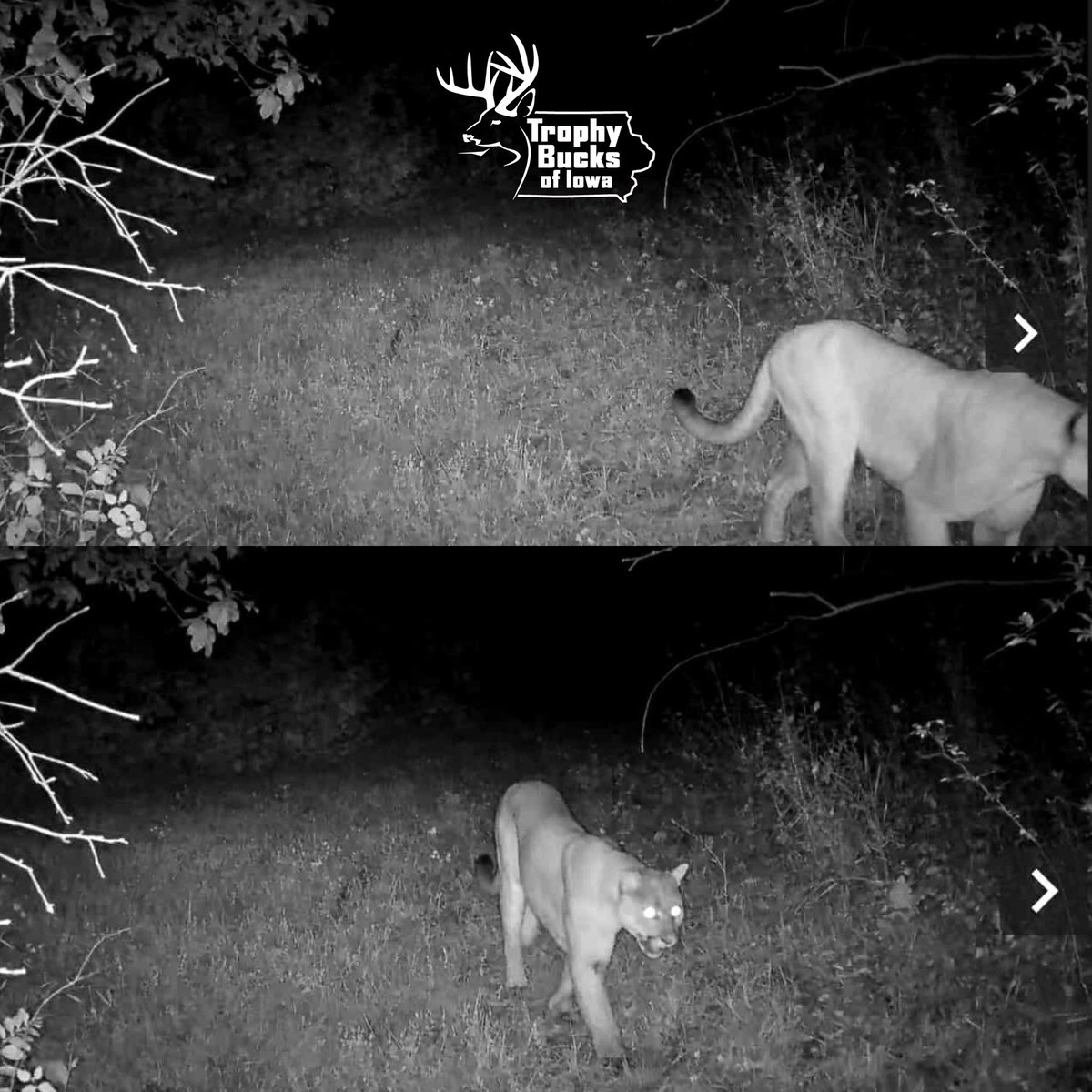 Mountain lion spotted South of Ottumwa.  #trophybucksofiowa #shareyourtrophy #iowa