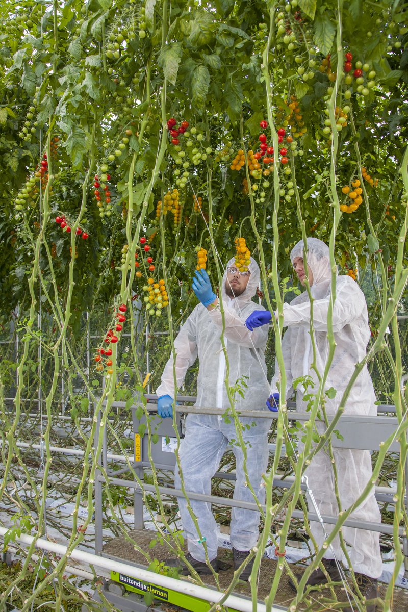 Hadlow_College's tweet photo. Did you know you can train as a Crop Technician through a Level 3 Apprenticeship at Hadlow College? Whether it’s in open fields or controlled environments, you’ll gain the skills to thrive in the modern crop production industry! Learn more- https://t.co/I5D6nQiyOb https://t.co/bMDCEecJMC