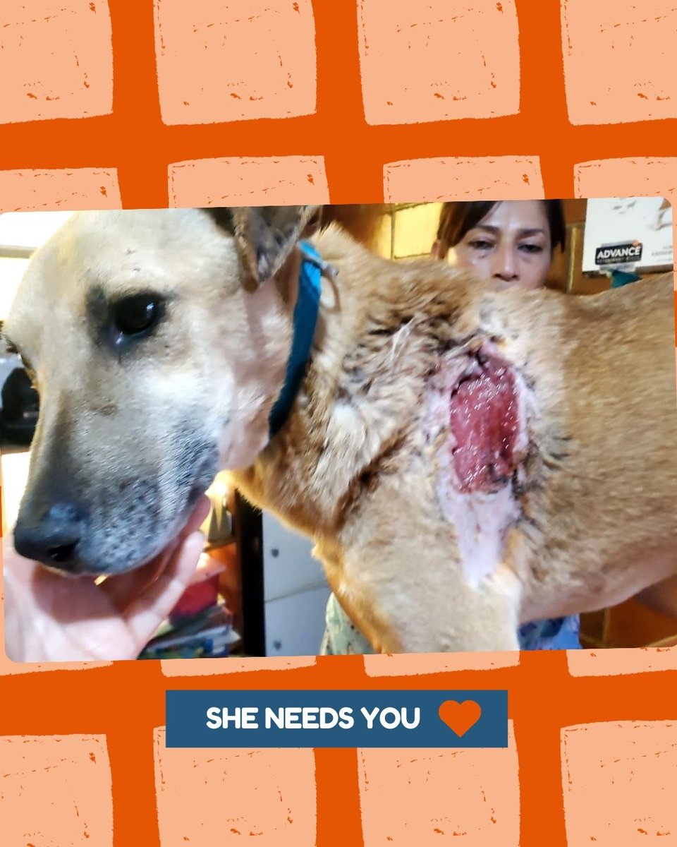 pplsavnganimals's tweet image. Just $125 to go for Canelita! 

We’re so close to funding her care. Every dollar helps her heal!

petfundr.com/psa-2025-canel…

#SaveCanelita #HelpHerHeal #RescueDog #AnimalRescue