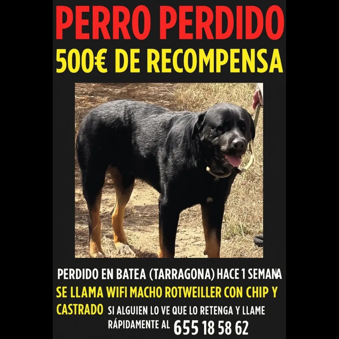 #AYUDA #PERROPERDIDO  Se llama WIFI y se ha perdido hace una semana en #Batea #Tarragona macho, rotweiller, con chip y castrado, se ofrecen 500 € de recompensa, por favor quien lo vea que lo retenga y llame rápidamente al 655 18 58 62 muchas gracias