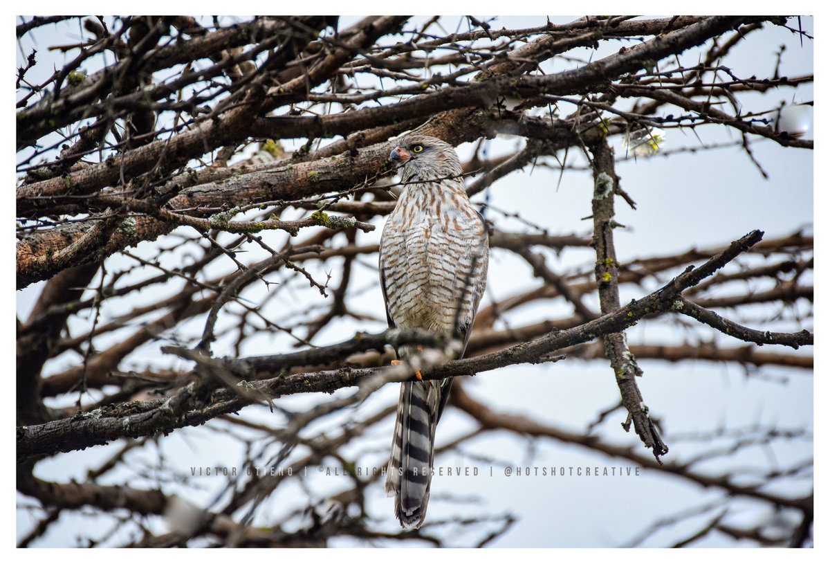 hotshotcreative's tweet photo. Gabar goshawk (Micronisus gabar), Nairobi National Park. #BirdPhotography https://t.co/hEBWMcaM5N