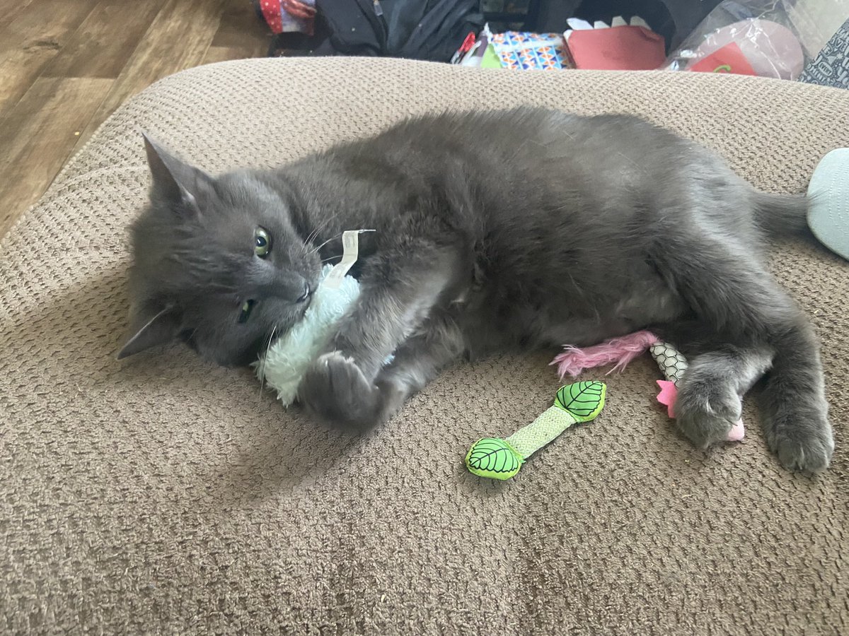 My hardest goodbye yet. R.I.P Storm. Thank you for the most amazing 18 years. You have been my best friend for 18 years and I couldn’t have asked for a better best friend than you! You will be loved and missed more than you could ever know. Love you baby boy 💙💔