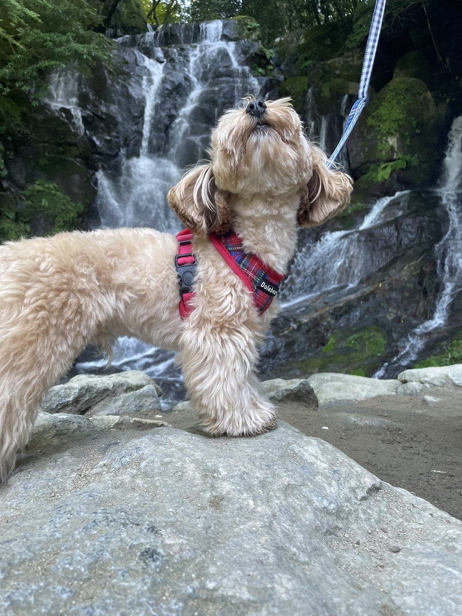 tim_abc150's tweet photo. Beautiful day today—took a little trip with some friends to Shiraito Falls in Itoshima. The fresh air and good vibes were everything. 
Even my pup was loving life, quietly enjoying the moment. Little scenes like this stay with you forever. https://t.co/I9tFlJflcd