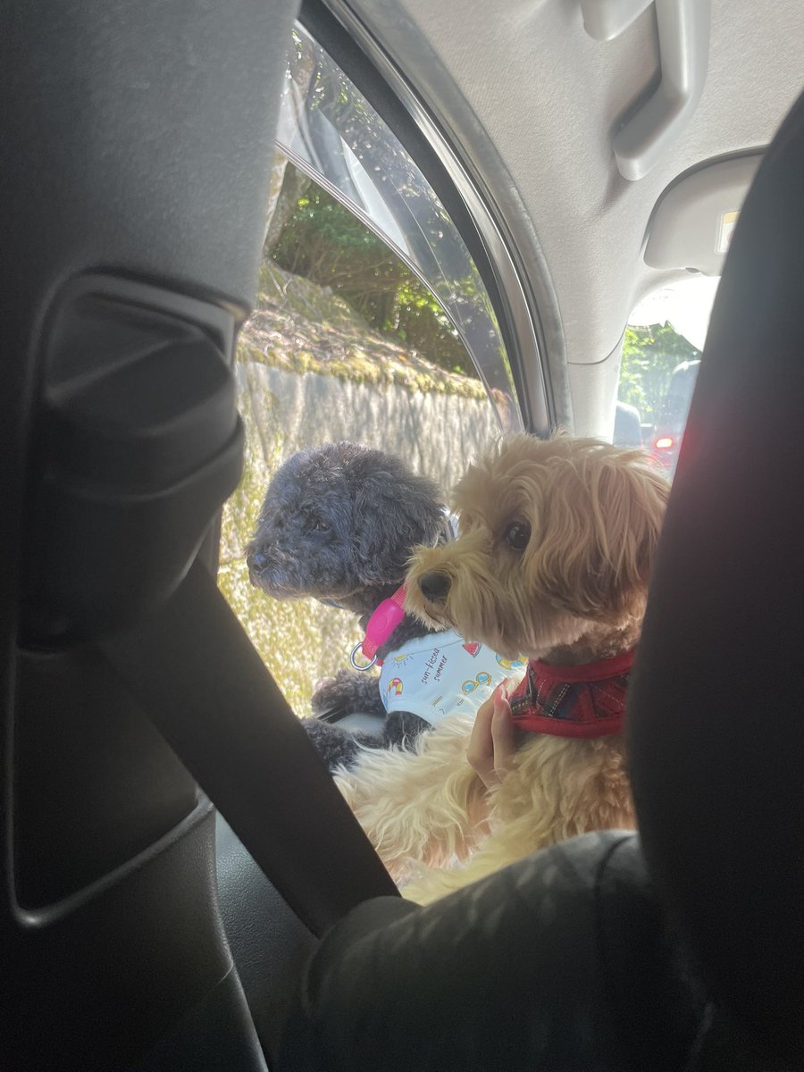 tim_abc150's tweet photo. Beautiful day today—took a little trip with some friends to Shiraito Falls in Itoshima. The fresh air and good vibes were everything. 
Even my pup was loving life, quietly enjoying the moment. Little scenes like this stay with you forever. https://t.co/I9tFlJflcd