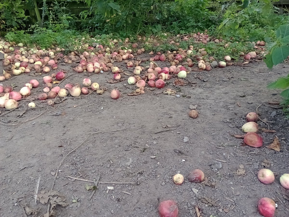 Dejlig lun sommerdag. Æbler fra de tidlige sorter ligger allerede tæt på jorden. Men der mangler en ting. Hvepse. De plejer at holde en fest på nedfaldsfrugten, når det ser sådan her ud. Men ikke så meget som én hveps var at se. Den er riv ravende gal. Hvornår vågner de sidste?