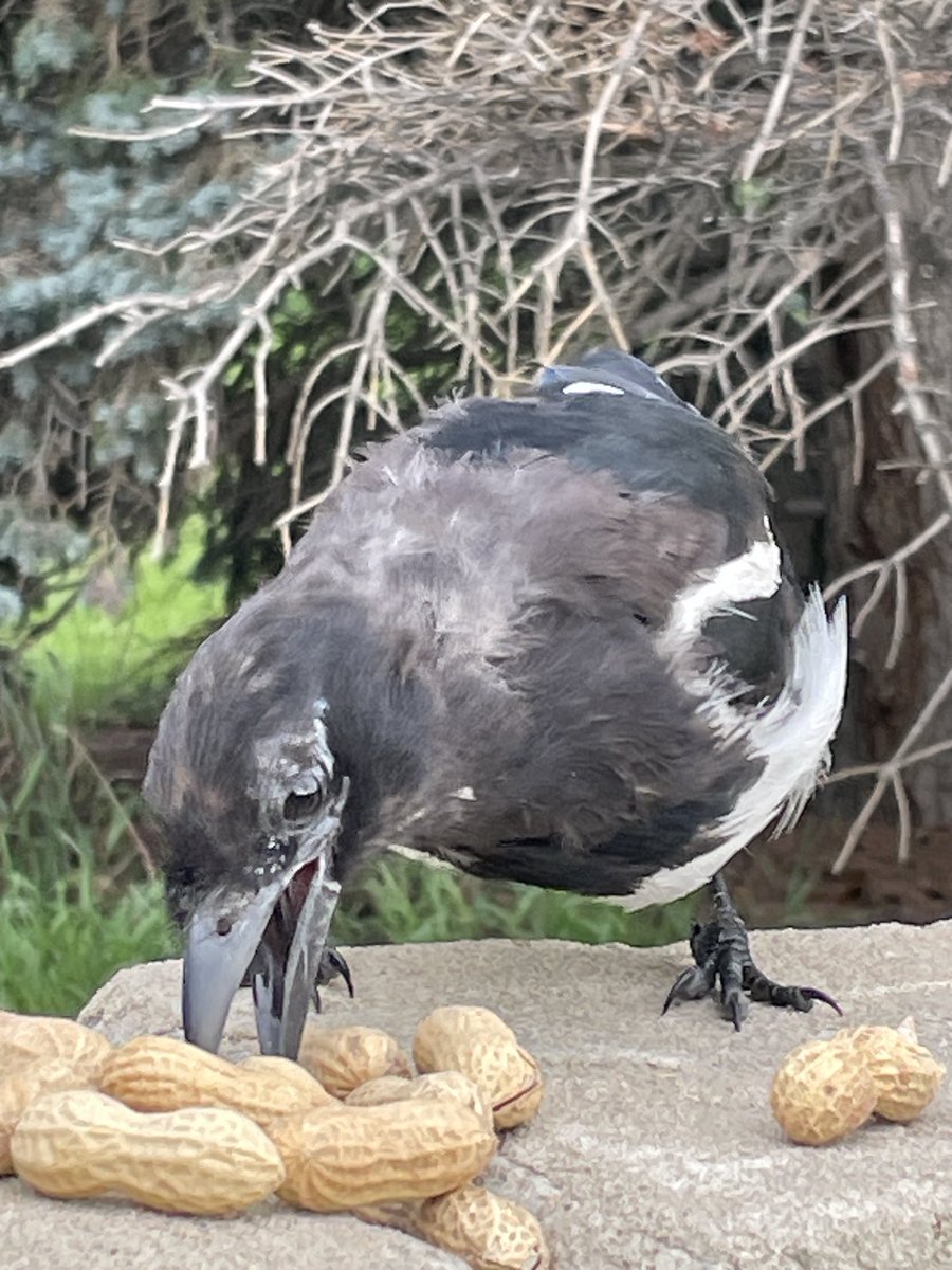 Note to self while eating breakfast:  Purchase black feather dye….
🤎🩶🤍💙💜💚
#Magpies