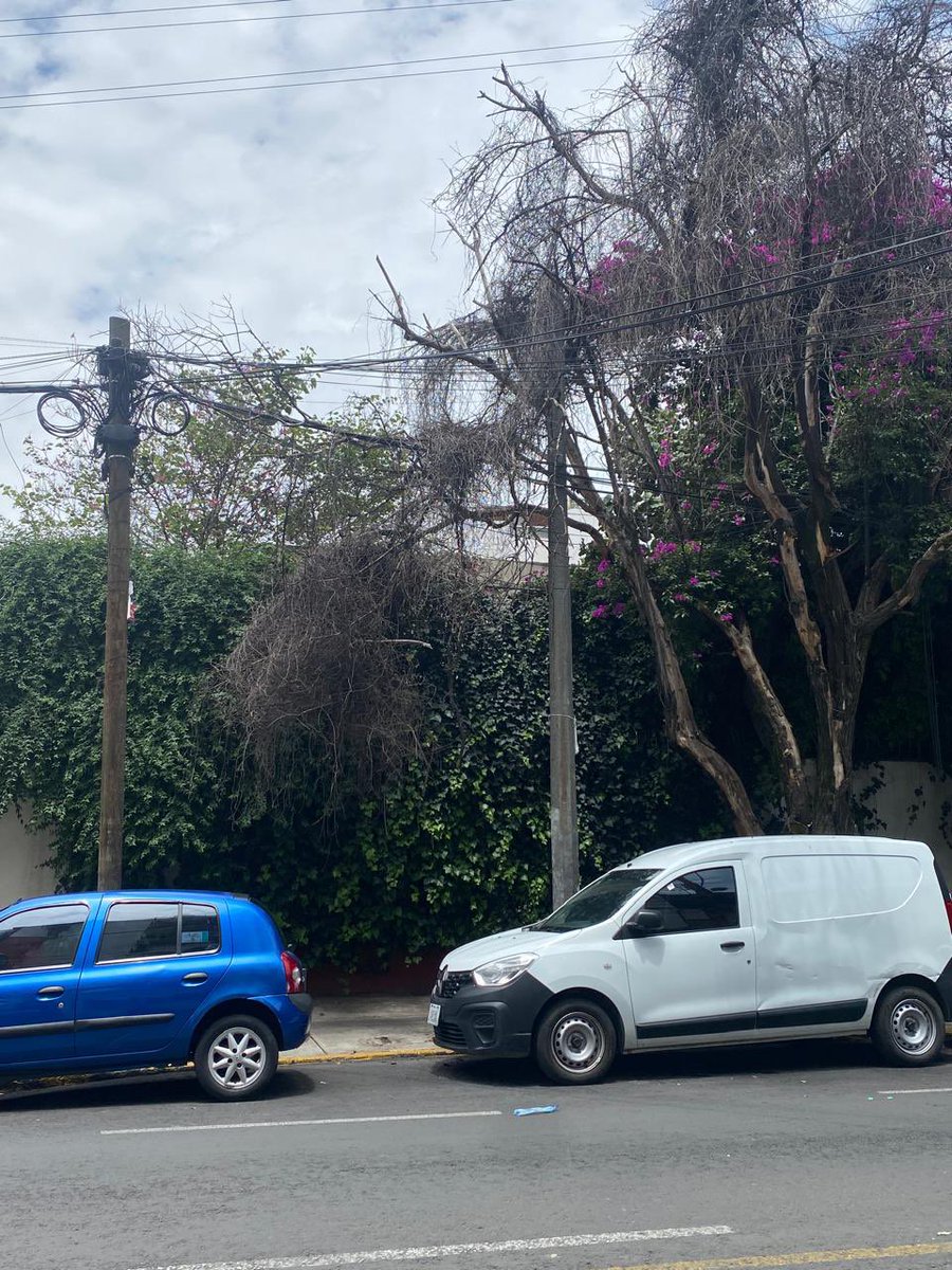 <a href="/AccionesBJ/">Acciones BJ</a> <a href="/BJAlcaldia/">Alcaldía de Benito Juárez</a> <a href="/LuisMendozaBJ/">Luis Mendoza Acevedo</a> <a href="/SGIRPC_CDMX/">Secretaría de Gestión Integral de Riesgos y PC</a> Buenos días! Este árbol seco se ha reportado por mucho tiempo sin obtener respuesta. Una de sus ramas está a punto de desprenderse siendo un riesgo para peatones. Frente al No. 23 de Miguel Ángel 23, Col. Nonoalco, BJ.
Su ayuda!