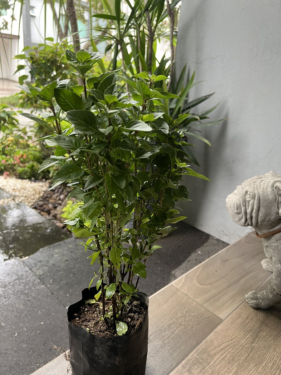 DR CARVAJAL tweet media