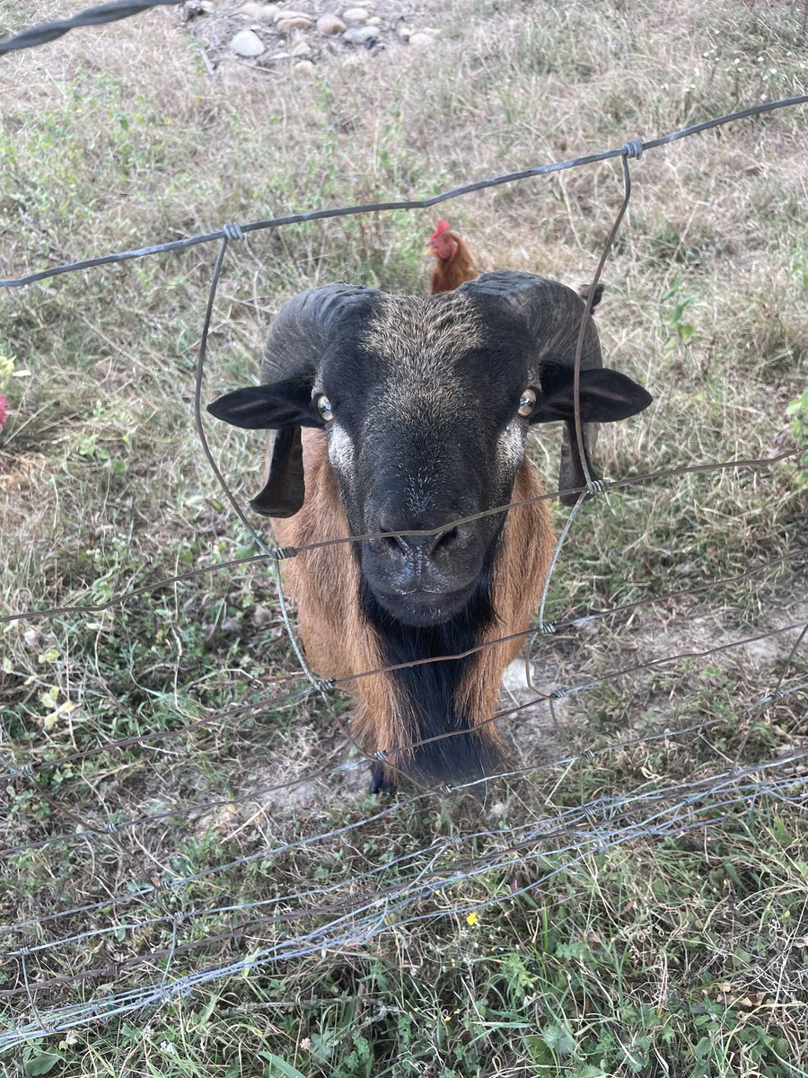 uraznus's tweet image. Y’a un mouton à chaque fois que je passe il arrive en courant pour que je le caresse