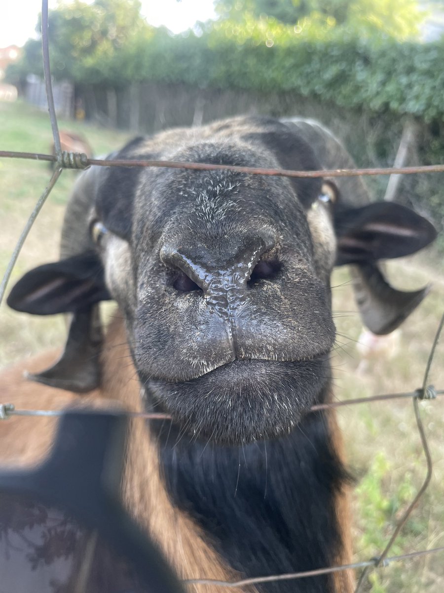 uraznus's tweet image. Y’a un mouton à chaque fois que je passe il arrive en courant pour que je le caresse