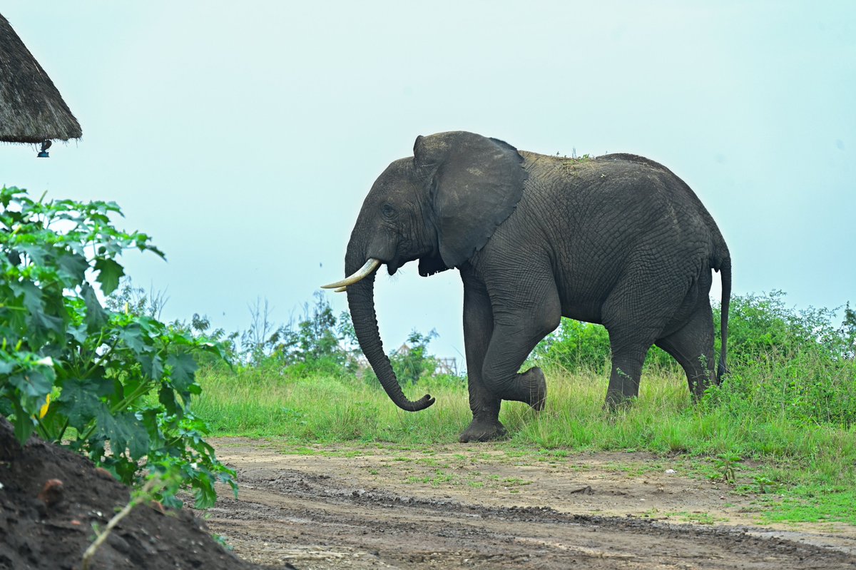 MTN Uganda tweet media