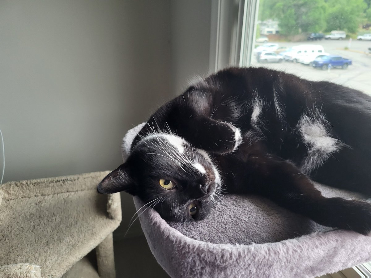 Zoe_thewondercat (@bestbuds21) on Twitter photo <a href="/MemeCat99014509/">Sally & Sabrina🐾🖤🤍 🐈⬛ 🐾🖤🐈⬛</a> Immaculate vibes there furriend. Mind if I join mew? #CatsOfX #CatsOfTwitter <a href="/MemeCat99014509/">Sally & Sabrina🐾🖤🤍 🐈⬛ 🐾🖤🐈⬛</a> Immaculate vibes there furriend. Mind if I join mew? #CatsOfX #CatsOfTwitter