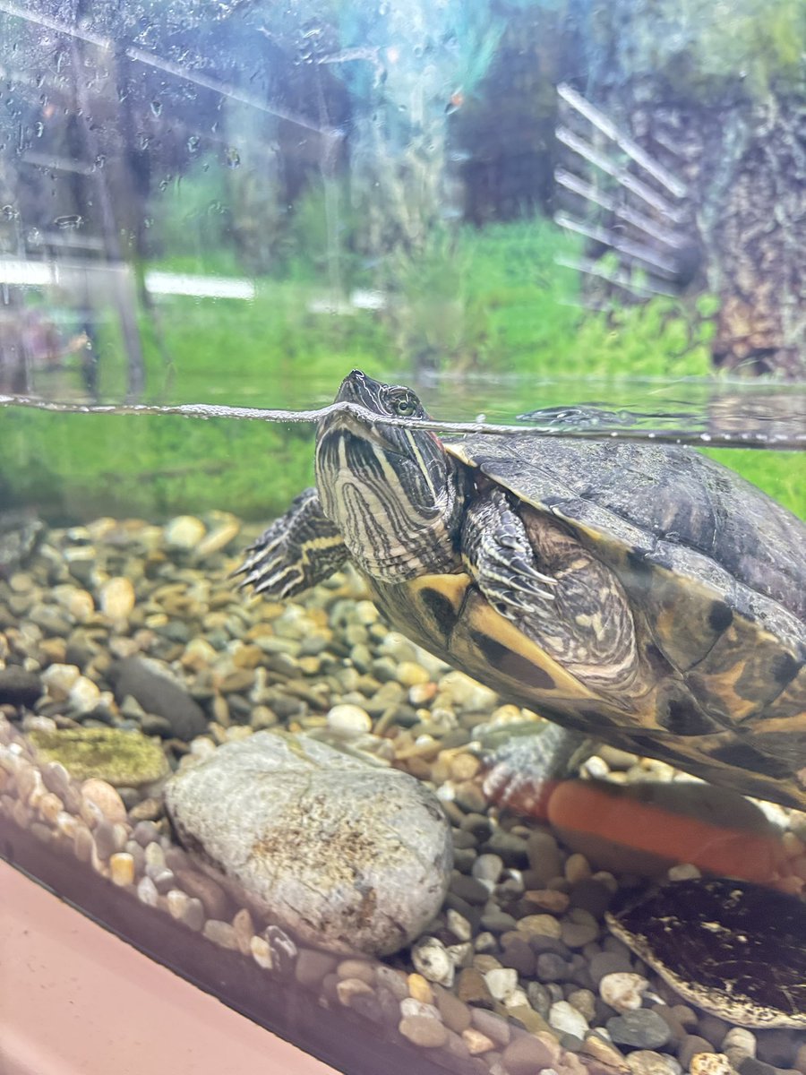 Цей дікарь на днях вкусив мого колегу, коли той прибирав у них в акваріумі