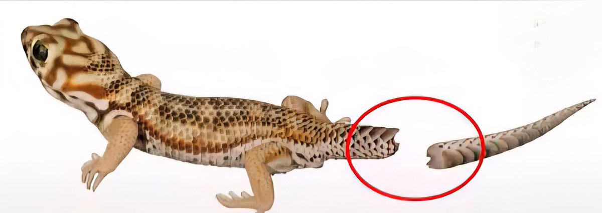 Ne_zaha's tweet image. يخدع الملايين ويجبر خاطرهم

لا تعتقد عندما تقوم برمي شيئاً ماء 🩴 على الوزغة (ابوبريص) من أجل قتله فترى ذيله قد انقطع انك قد أصبته!!

في الحقيقة لقد قام بخداعك للتو، فالوزغة تفجر ذيلها عن قصد لتتركه للمهاجم لينشغل فيه بينما تهرب هي بحياتها وسينمو لها ذيل جديد في أقرب وقت ممكن.