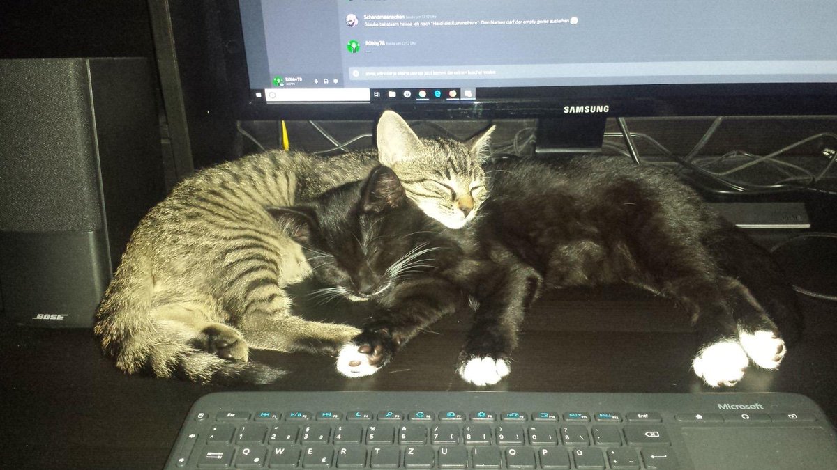 R0bby78's tweet photo. @NVIDIAGeForce These are Elvis (The Tuxedo) and Diego (The Sabertooth) #Caturday #GeForceSummer https://t.co/nbOAdy4Jbq