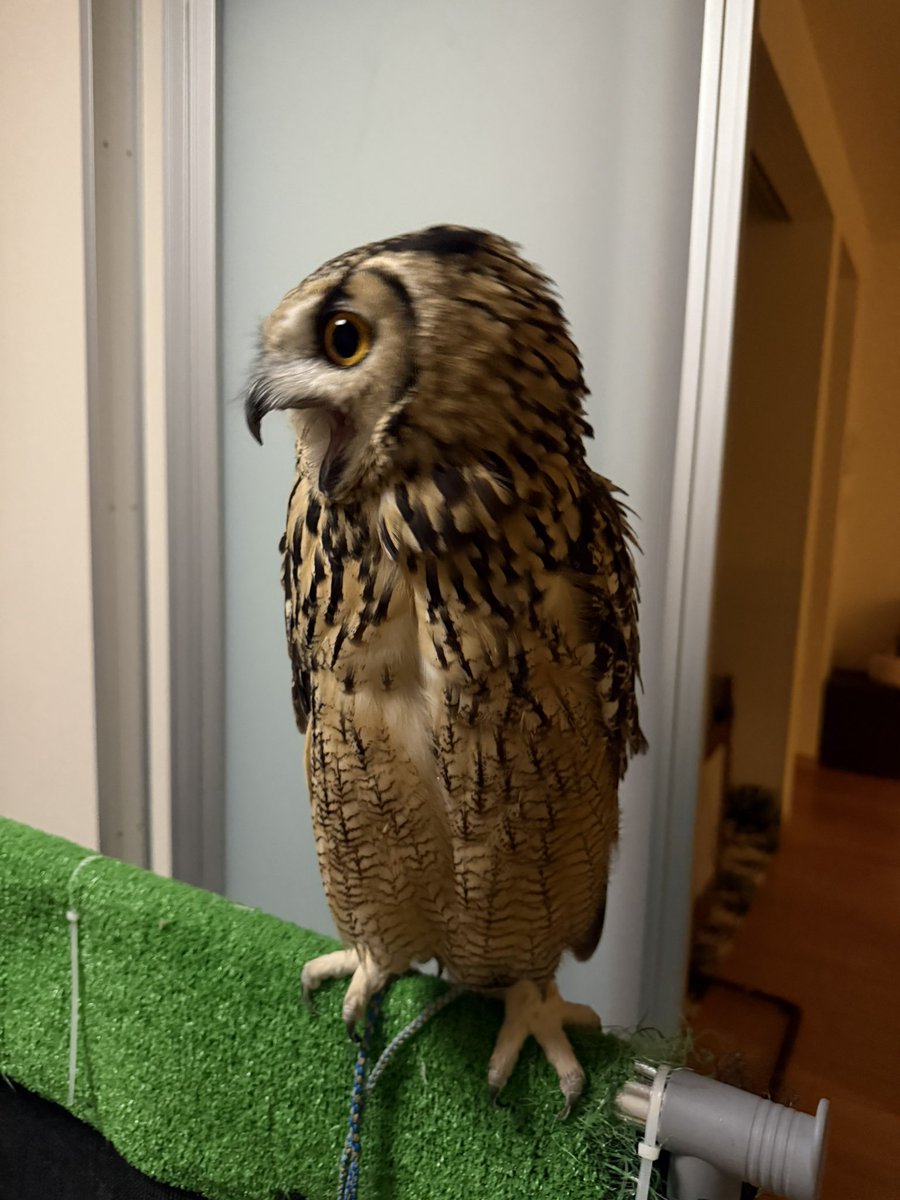 本日のパチパチくん
#ベンガルワシミミズク 
夜の放鳥
このあとごはん