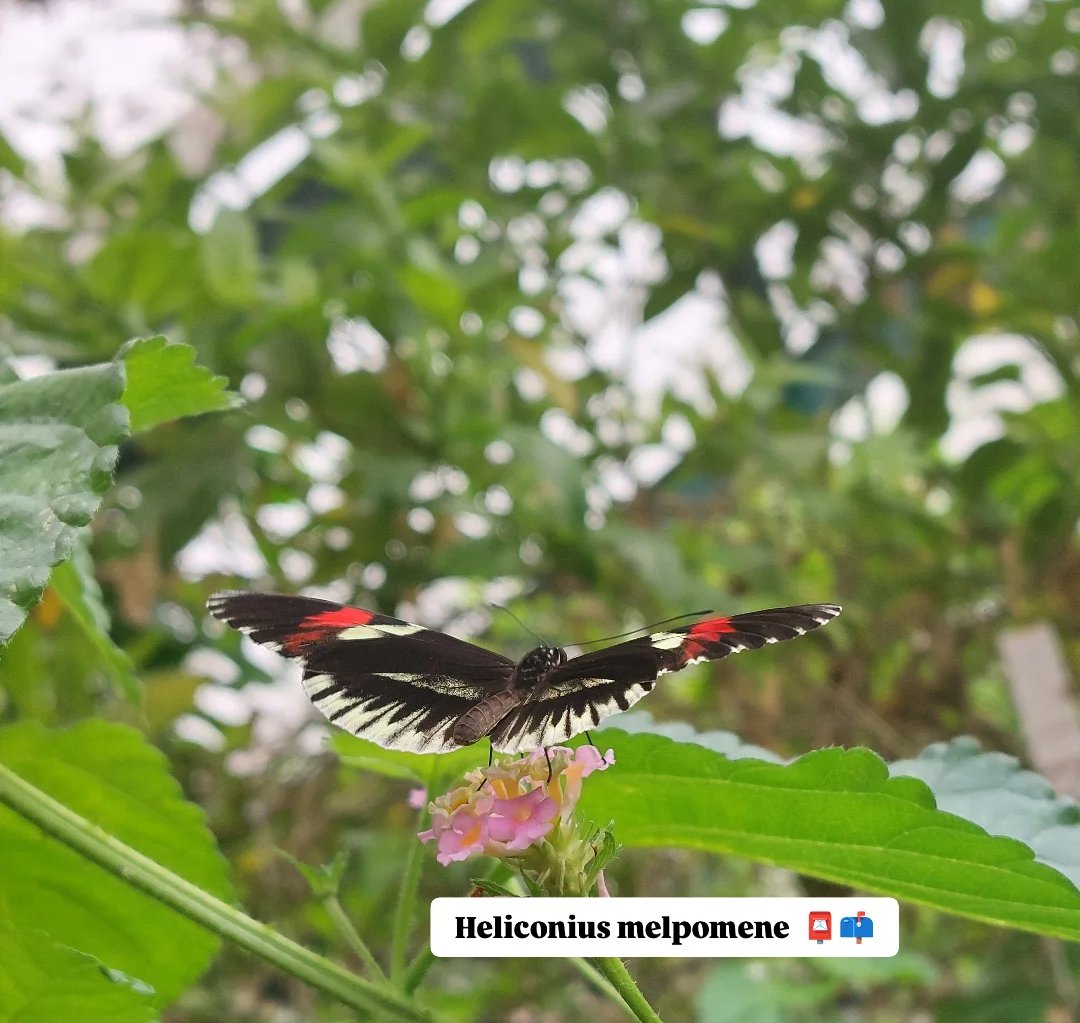 Sig_ologist's tweet photo. Explored the local butterfly house today🦋✨ #entomology #entomologist #lepidoptera #SouthAmerica #Butterflies #glasswing #postman #August2025 https://t.co/29BjAOBE4N
