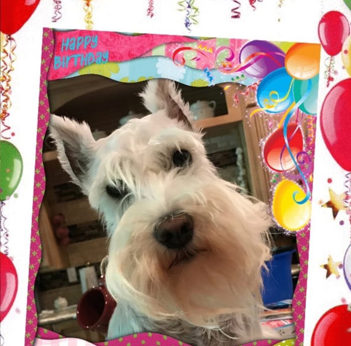 Happy 9th Birthday to Sugar 🎂🥳🎈🐾💖♌️!  #timeflies